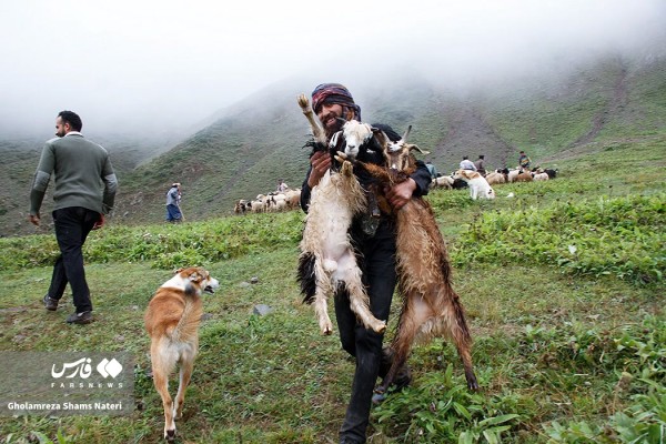 “سَواگَری دام” در مناطق کوهستانی چالوس