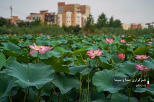 گلدهی نیلوفر‌های تالابی در بابل