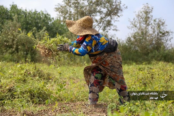 برداشت بادام زمینی از مزارع آستانه اشرفیه گیلان