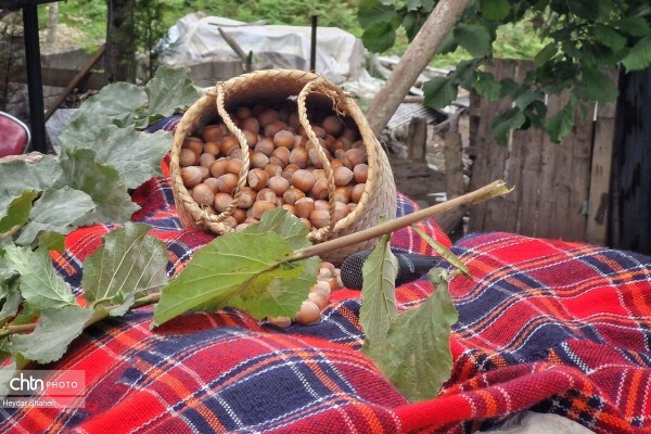 سومین جشنواره فندق شهرستان نور در روستای لزیر