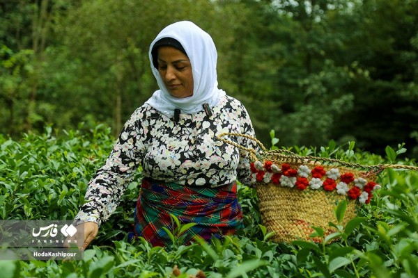 برداشت برگ سبز چای در غرب مازندران