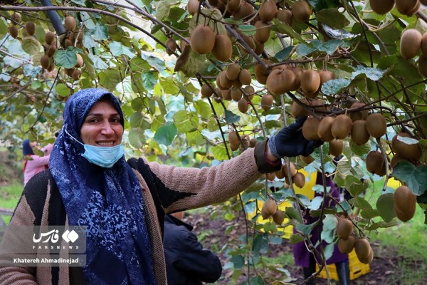 برداشت کیوی های صادراتی در گیلان