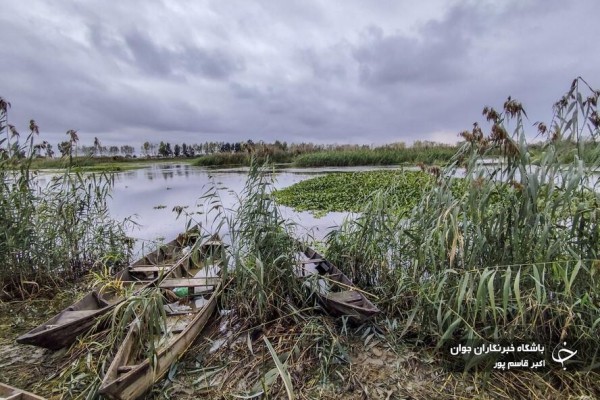 سنبل آبی بلای جان آب ‌بندان‌های بابل