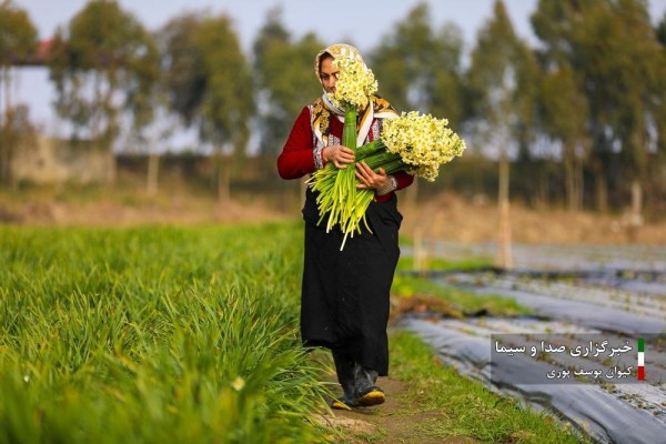 برداشت گل نرگس از مزارع جویبار