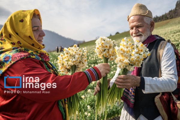 برداشت گل نرگس در مزارع روستای شیرآباد استان گلستان