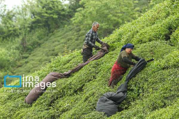 برداشت برگ سبز چای در استانهای گیلان و مازندران