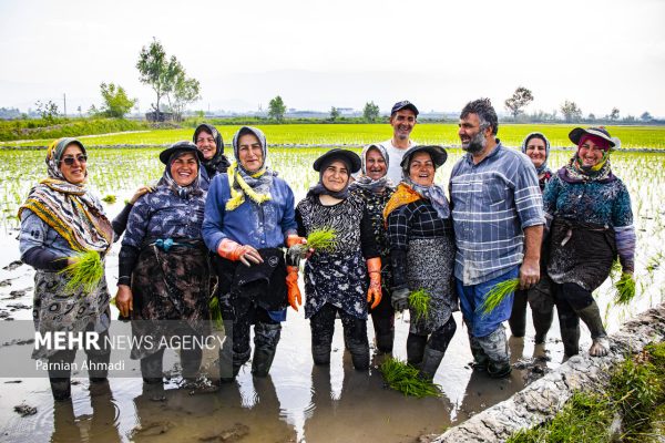 نشاء برنج در شالیزارهای مازندران