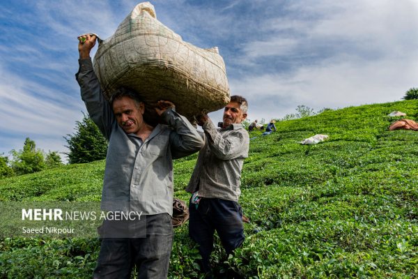 چای گیلان از برداشت تا بازار