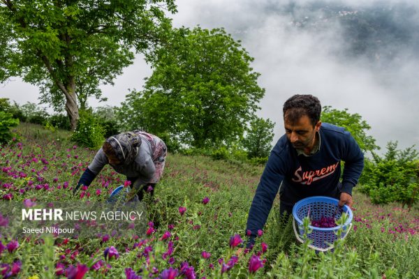رودسر گیلان؛ قطب تولید گل گاوزبان در کشور