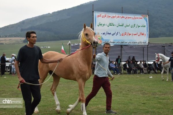 جشنواره زیبایی اسب اصیل ترکمن در شهرستان گالیکش گلستان