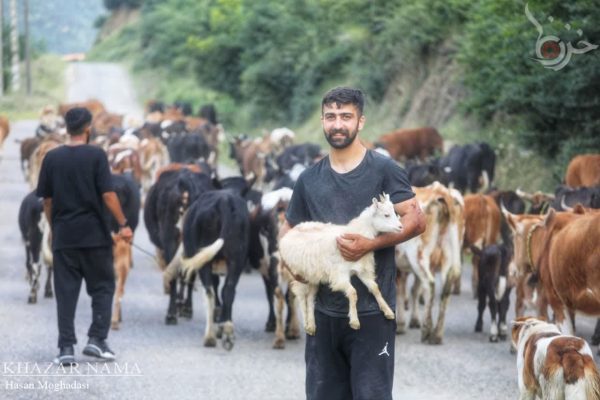 کوچ بهاره دامداران از جنگل به کوهستان در سوادکوه