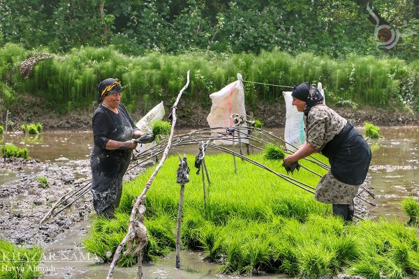 نشاء برنج در روستاهای دهکلان لفور و سرخکلای زیراب