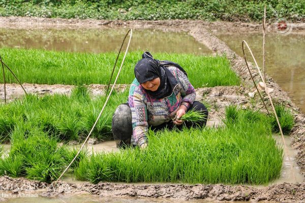 نشاء برنج در روستاهای دهکلان لفور و سرخکلای زیراب