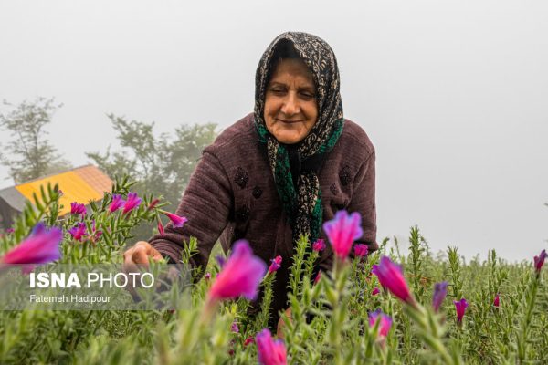 برداشت گلگاوزبان در روستای آغوزبن کندسر گیلان