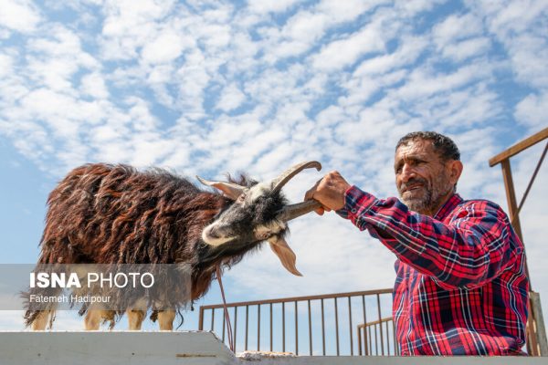 جمعه بازار تولمشهر گیلان در آستانه عید قربان