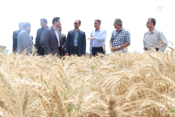 نخستین رویداد سراسری “درهای باز کشاورزی” در بایع کلا در نکا