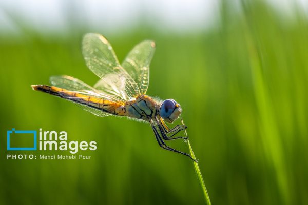 حشرات در جنگل‌های هیرکانی و شالیزارهای مازندران