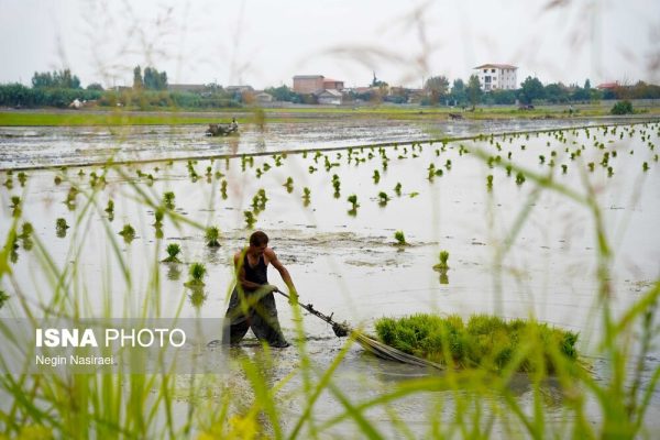 لاله‌آباد بابل، قطب برنج ایران
