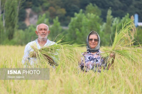 برداشت برنج در شهرستان سوادکوه شمالی