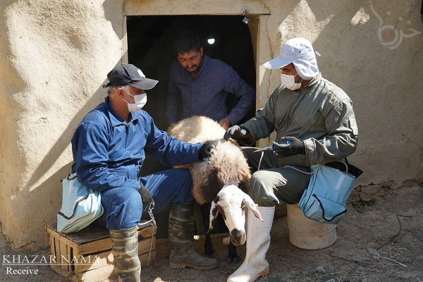 کاروان سلامت دندانپزشکی و جهادِ دامپزشکی در روستای مالخواست ساری