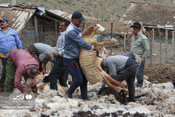 پشم چینی سنتی گوسفندان در مناطق کوهستانی چالوس