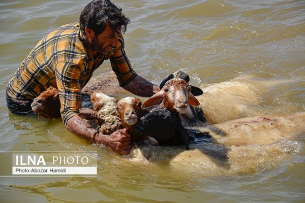 آئین سنتی مالشوران در روستای کلیشم عمارلوری گیلان