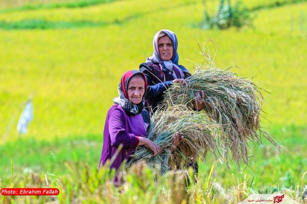 برداشت برنج در شالیزارهای بندپی بابل