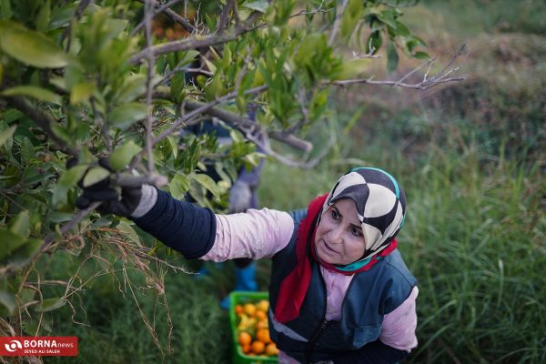 برداشت نارنگی در هاشم‌آباد گرگان