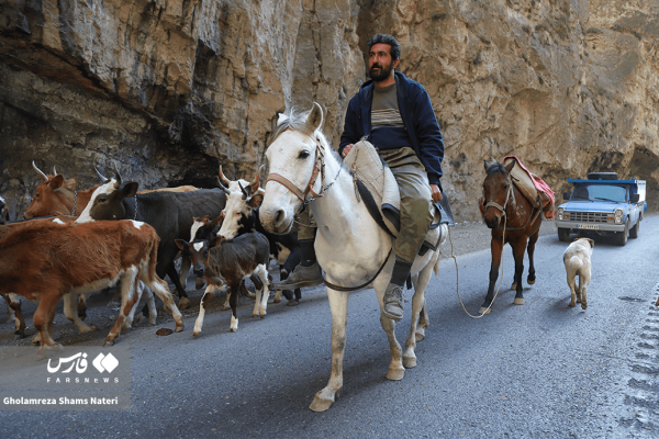مسدود کردن محور کندوان جهت سهولت حرکت گله دام ها