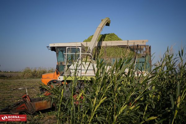 برداشت مکانیزه ذرت علوفه ای در آزادشهر گلستان
