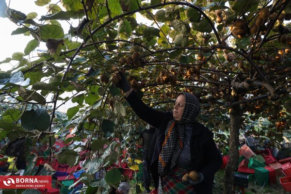 برداشت کیوی در سلمانشهر مازندران