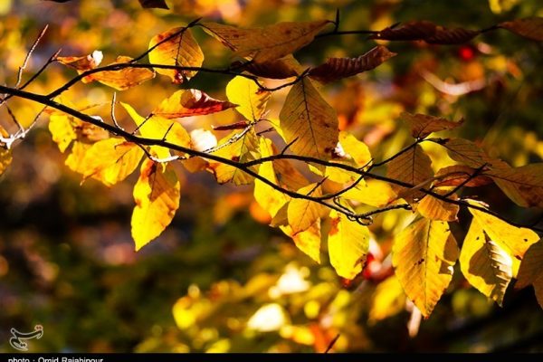  فصل پاییز در مناطق جنگلی گیلان