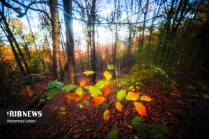 پاییز در مازندران؛ از جاده‌های رنگی تا هوای دل‌پذیر