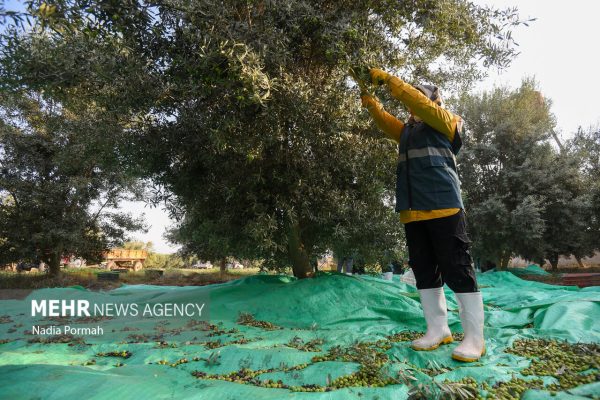 برداشت زیتون از باغات شهرستان علی آباد کتول گلستان