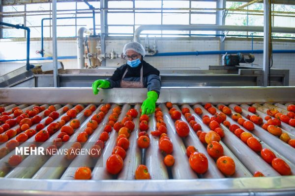 کارخانه تولید رب گوجه فرنگی در استان گلستان