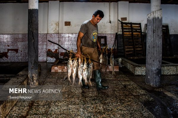 دودی کردن سنتی ماهی در گیلان