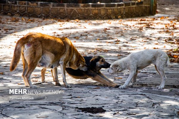 معضل سگ‌های ولگرد در شهرهای مازندران