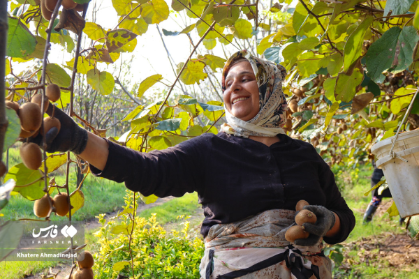 برداشت کیوی در آستانه اشرفیه گیلان