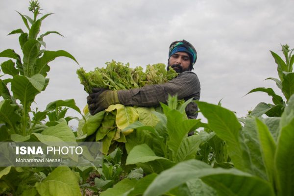 برداشت توتون در روستاهای شرق گلستان