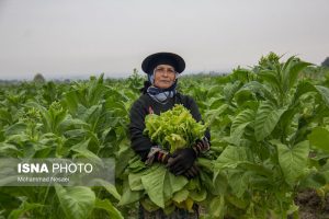 برداشت توتون در روستاهای شرق گلستان