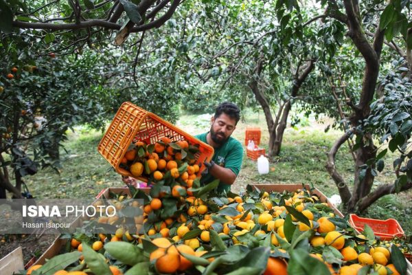 آغاز برداشت مرکبات از باغ‌های سوادکوه شمالی