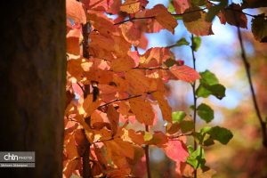 طبیعت پاییزی دریاچه الندان در چهاردانگه ساری 