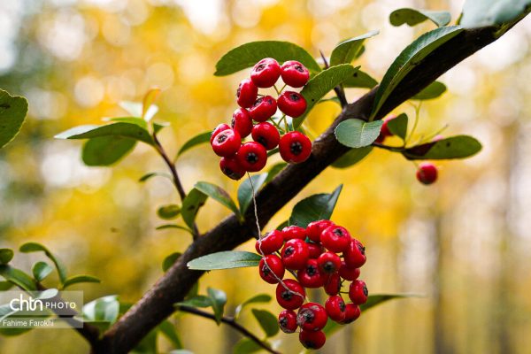 طبیعت پائیزی جنگل دالخانی رامسر و نمک آبرود چالوس