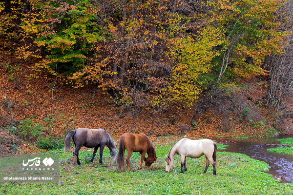 طبیعت پاییزی در مناطق کوهستانی چالوس