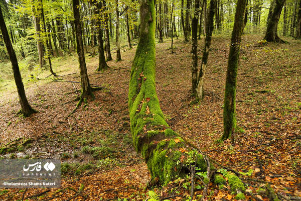 پاییز جنگل‌های هیرکانی در غرب مازندران