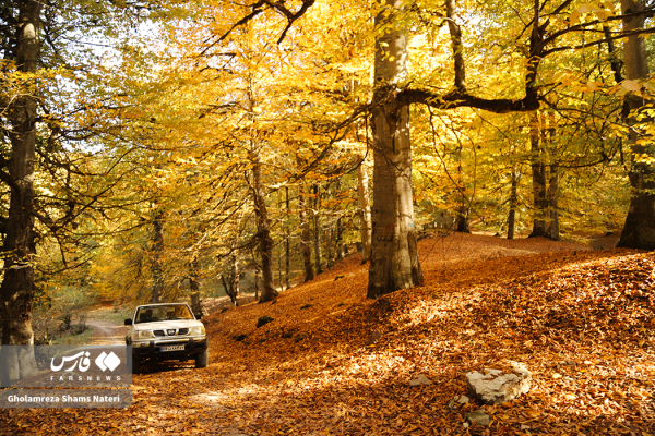 فصل پاییز در جنگل‌های کلاردشت