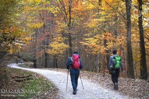 پاییز در جنگل راش سنگده ساری