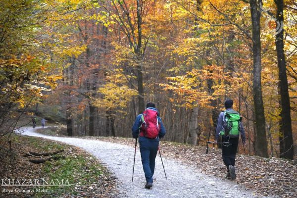 پاییز در جنگل راش سنگده ساری