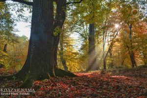 طبیعت پاییزی روستای علمدارده چهاردانگه ساری