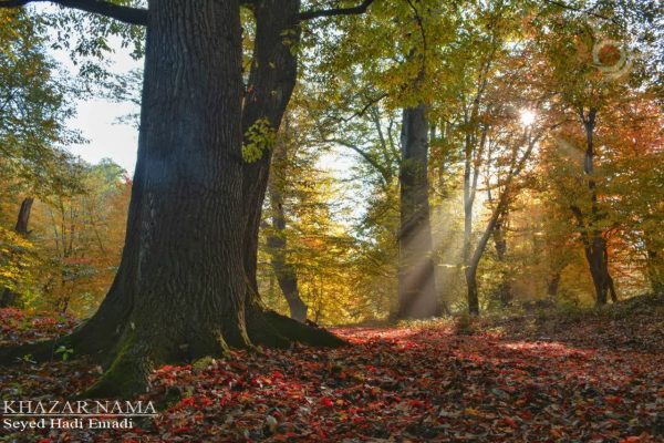 طبیعت پاییزی روستای علمدارده چهاردانگه ساری